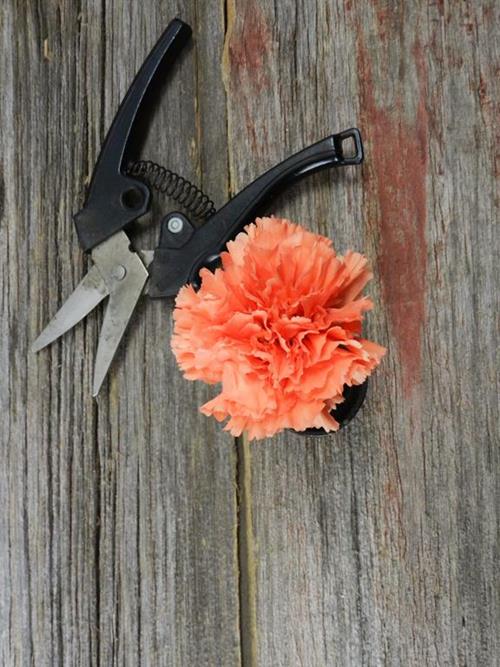 SOLEX  ORANGE CARNATIONS